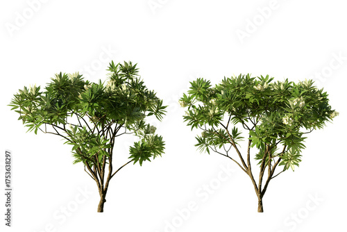 Two Plumeria obtusa Singapore frangipani trees isolated on white background