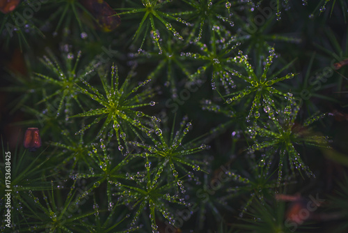 dew drops on small plants
