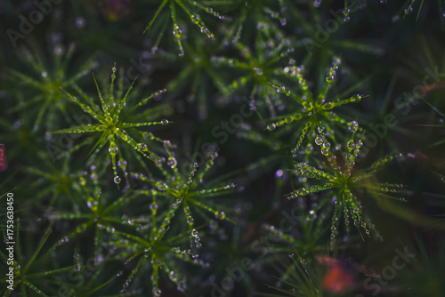 dew drops on small plants