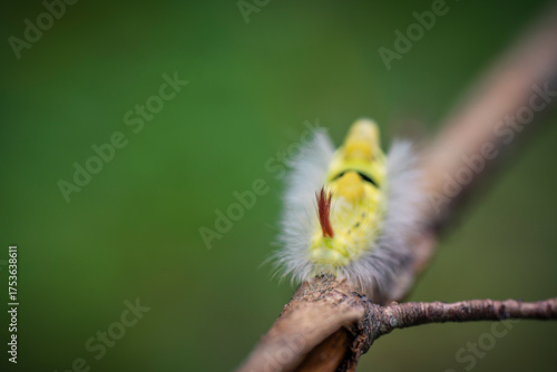 a disgusting and very hairy caterpillar on a branch

