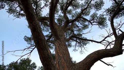 Majestic Tree Canopy - A Glimpse into Natures Intricate Design.