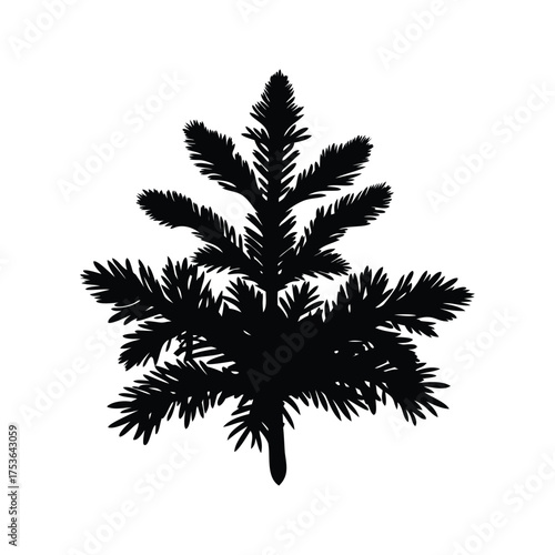 Black silhouette of a young coniferous evergreen tree against a white background, spruce branch silhouette vector illustration