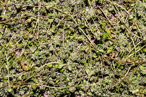 Thyme is a medicinal plant for brewing tea.Thyme is a medicinal plant.Thyme background.Dried thyme.