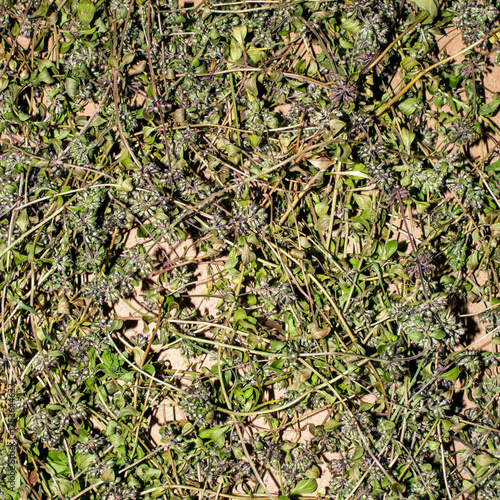 Thyme is a medicinal plant for brewing tea.Thyme is a medicinal plant.Thyme background.