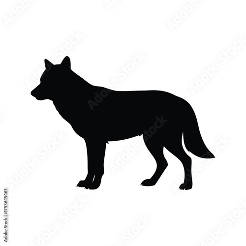 Silhouette of a wolf standing on a white background, wild animal illustration, wolf looking back silhouette vector illustration