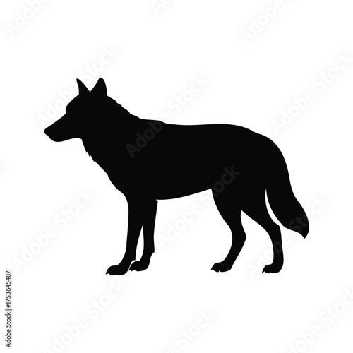 A detailed silhouette illustration of a wolf standing on a white background, wolf looking back silhouette vector illustration