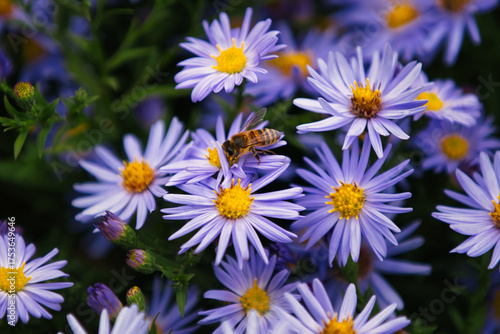 Fotografía A busy honey bee pollinating a vibrant field of violet-colored aster daisies under a bright, natural setting