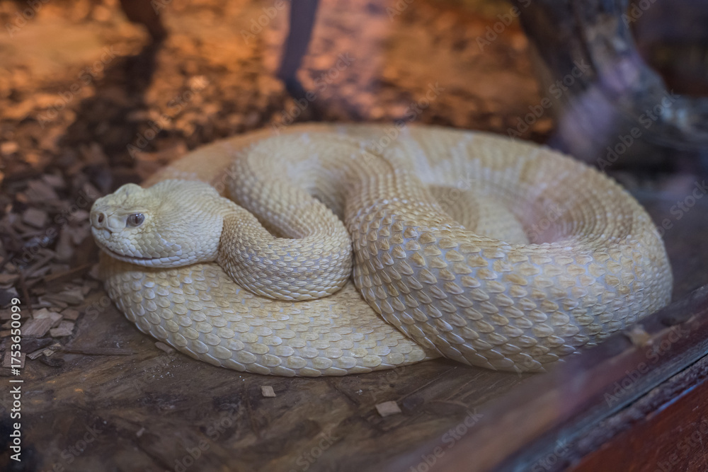 Fototapeta premium a Western Diamondback Rattlesnake Crotalus atrox