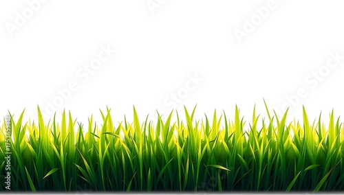Vibrant green grass blades with dew drops illuminated by bright sunlight against a white background