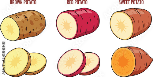 Vector art of brown, red, and sweet potato varieties shown whole and sliced