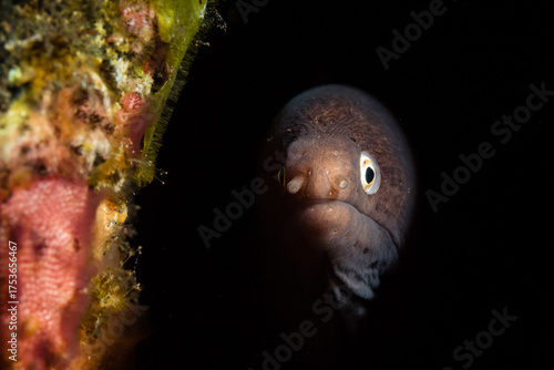 Underwater Encounter with a Fish