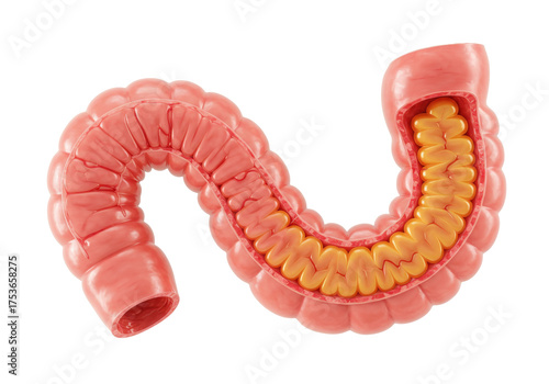Isolated illustration of the large intestine with the interior of the gut visible, health anatomy