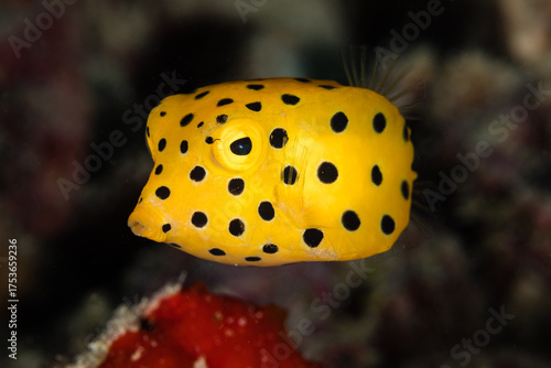 Yellow Spotted Fish in the Ocean