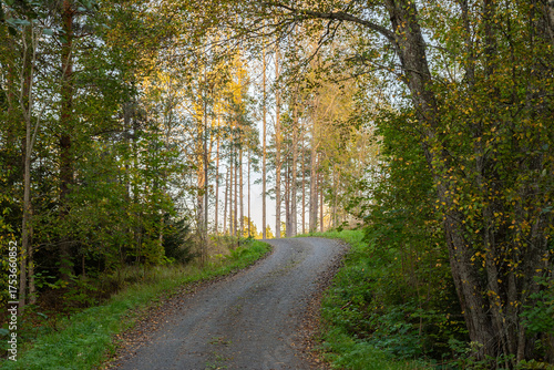 Narrow gravel road through forest
