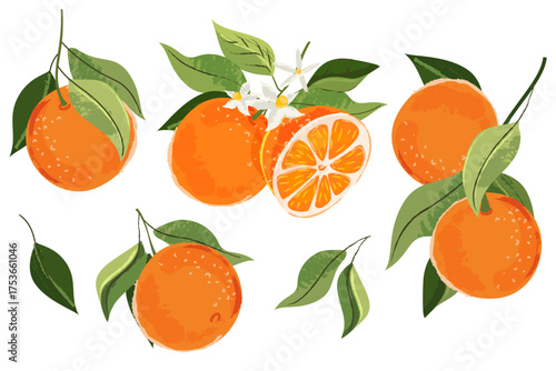 Orange vector watercolor hand drawn illustration. Citrus tropical fruit harvest on branch. Vintage print design elements