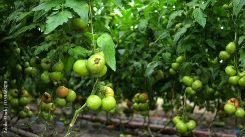 Abundant clusters of unripe green tomatoes hanging from lush vines inside a commercial greenhouse, showcasing modern agricultural practices and the early stages of vegetable cultivation and growth