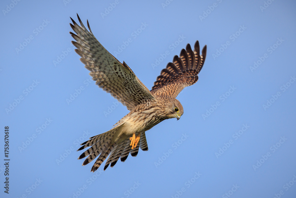 Fototapeta premium Kestrel, falco tinnunculus, bird of prey hunting