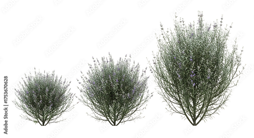 Fototapeta premium Three Lavender Bushes in Varying Sizes transparent