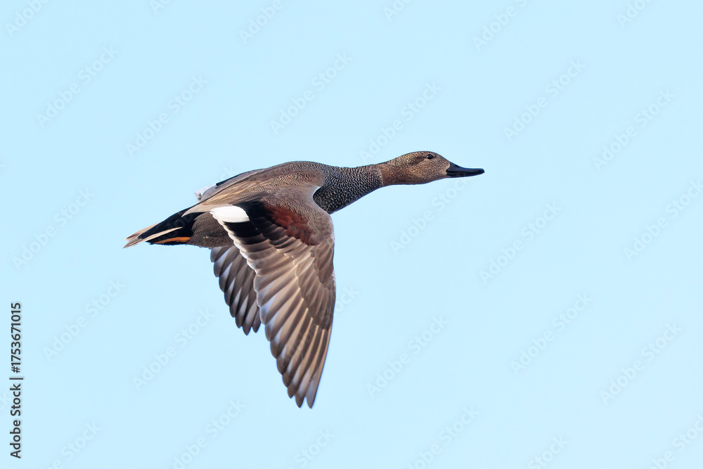 Obraz premium Flying Gadwall female, Mareca strepera, duck, portrait