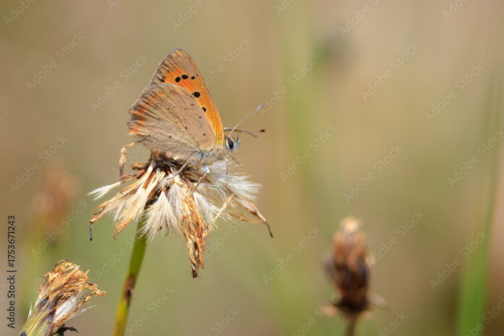 Fototapeta premium Small or common copper butterfly lycaena phlaeas closeup