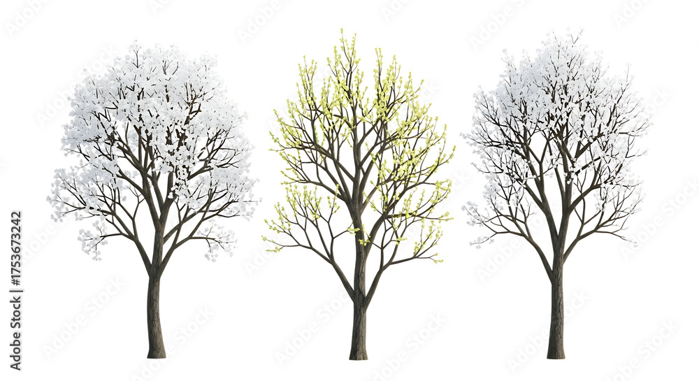 Fototapeta premium Three trees with transparent white and green foliage on transparent background