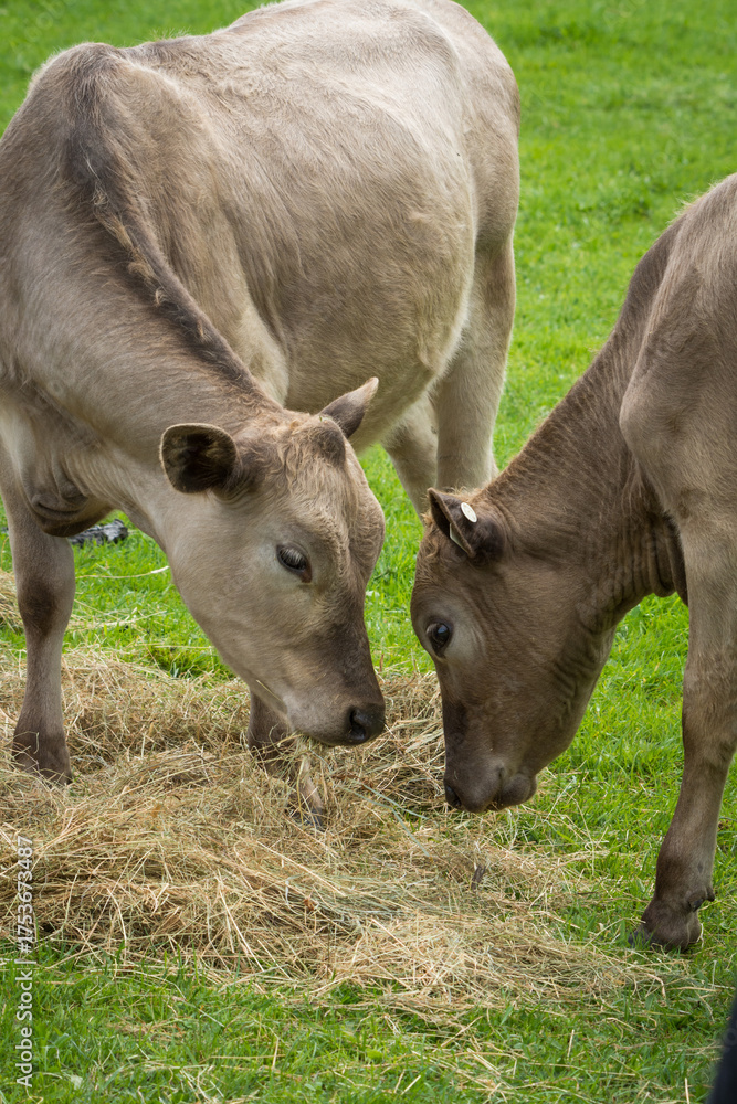 Fototapeta premium Murray Grey cattle eating hay in green grassy field