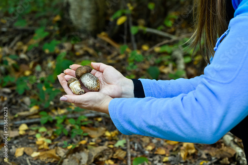 Foto Hands holding two freshly picked Boletus edulis mushrooms in an autumn forest