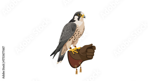 Falconry glove, falcon bird on hand, falconry concept, hunting bird illustration, ARAB35