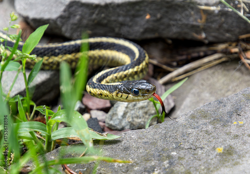 A garter snake, Thamnophis sirtalis, making its way over rocks with its tongue out for guidance