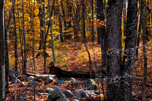 Regrown deciduous mixed north east American forest at ground level in autumn with flattened rock wall in foreground 

