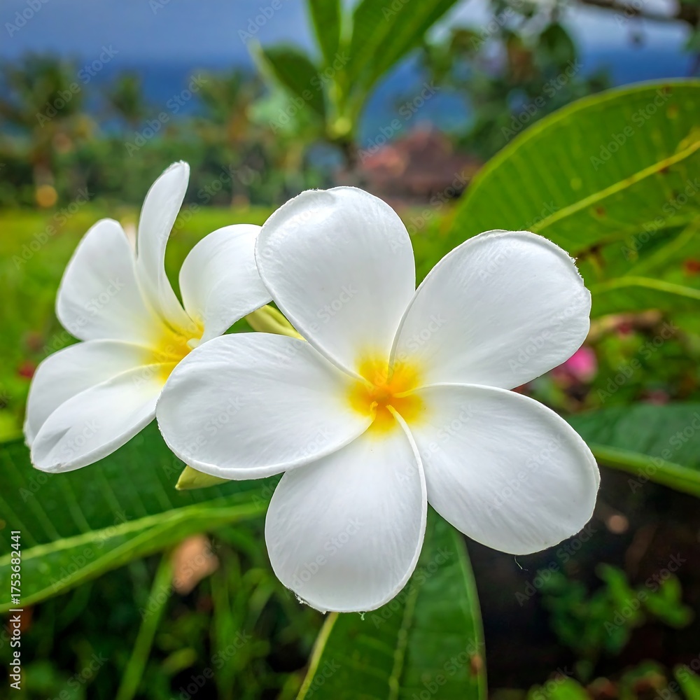 Obraz premium Two white tropical flowers with yellow centers and vibrant green leaves