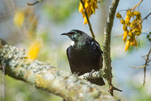 Tui bird perched in flowering kowhai tree