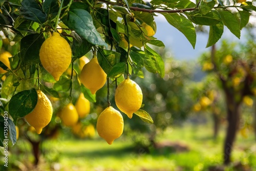 Lemon Trees Filled With Ripe Lemons in a Sunny Orchard During Summer