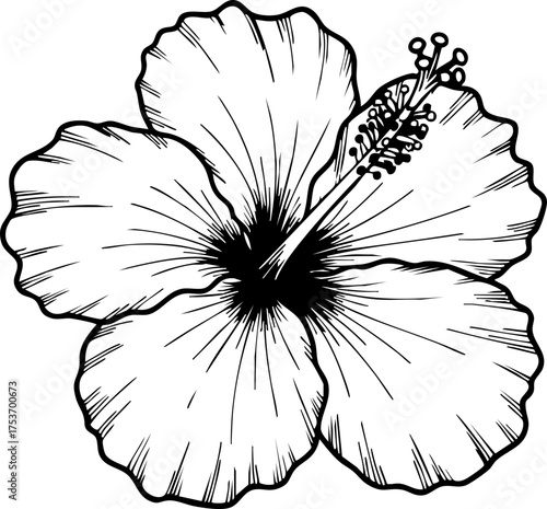 Elegant hibiscus flower illustration evokes tropical paradise, a beautiful floral design element for branding, invitations, or botanical studies, originally vector