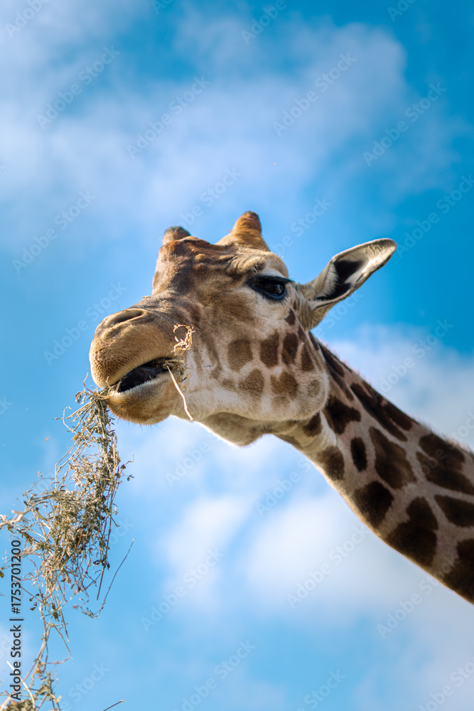 Obraz premium Giraffe eating hay surrounded by animals and visitors 