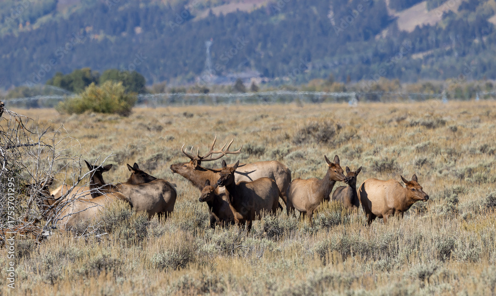 Naklejka premium Herd of Elk Rutting in Autumn in Grand Teton National Park Wyoming