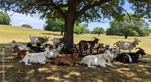 Peaceful herd of goats seeking shade under a sprawling tree in a sun-drenched meadow, perfect for nature lovers and farm animal enthusiasts