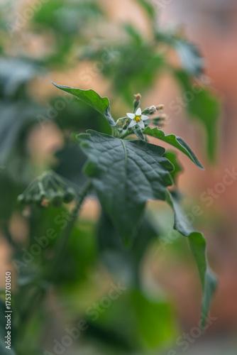 Wallpaper Mural Solanum mammosum and its tiny white flowers on the plant.
 Torontodigital.ca