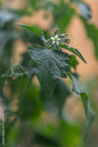Wallpaper Mural Solanum mammosum and its tiny white flowers on the plant.
 Torontodigital.ca
