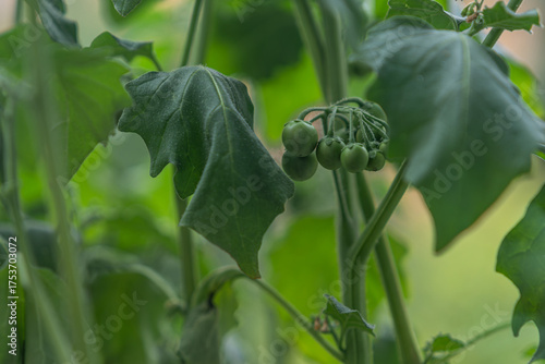 Wallpaper Mural Solanum mammosum and its small green fruits and leaves.
 Torontodigital.ca