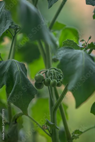 Wallpaper Mural Solanum mammosum and its small green fruits and leaves.
 Torontodigital.ca