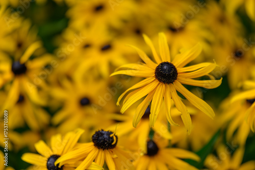 Wallpaper Mural Yellow daisy flowers with black centers.
 Torontodigital.ca
