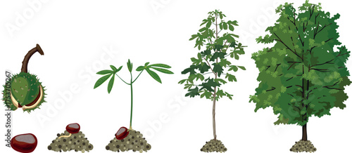 Life cycle of horse chestnut tree (Aesculus hippocastanum). Growth stages from seed and sprout to old tree and green crown isolated on white background	