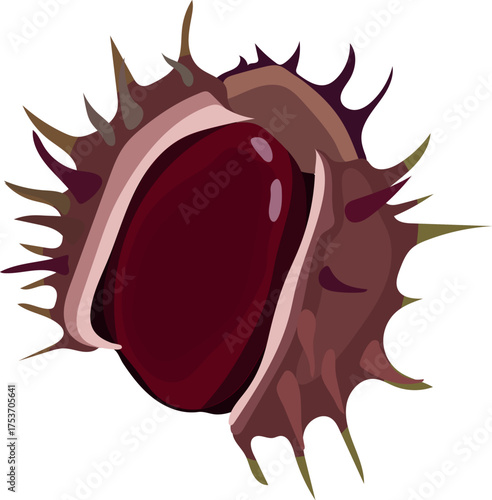 Dehiscent fruit of horse chestnut (Aesculus hippocastanum) isolated on white background	