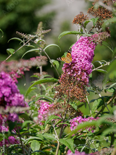 Wallpaper Mural Painted lady butterfly with open wings on a pink Buddleja davidii flower.
 Torontodigital.ca
