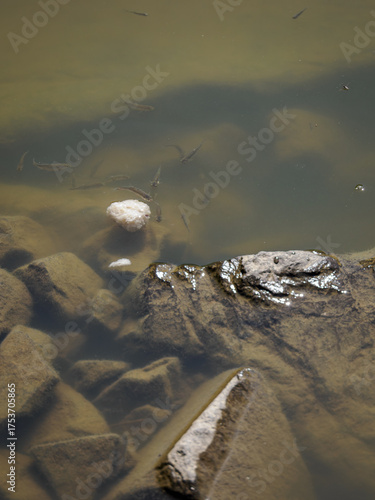 Wallpaper Mural Small fish near the water surface in a pond.
 Torontodigital.ca