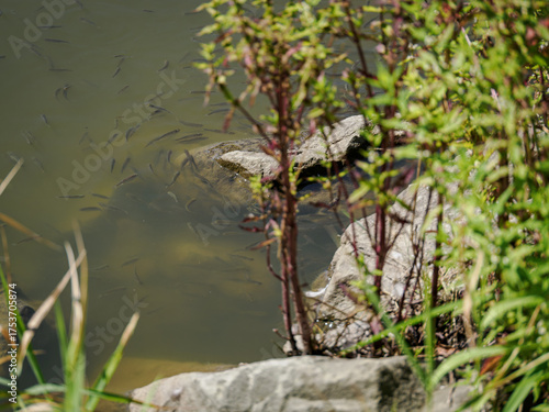 Wallpaper Mural Small fish near the water surface in a pond.
 Torontodigital.ca