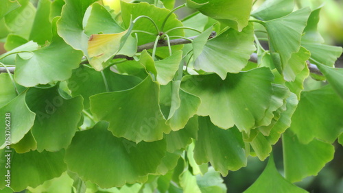 Foto Vibrante follaje verde lima de Ginkgo biloba, conocido como fósil viviente