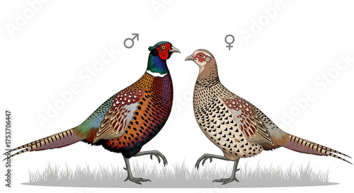 Collage of male and female pheasants (Phasianus colchicus) with beautiful plumage.