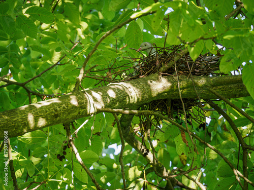 Wallpaper Mural Dove observing from a nest on a walnut tree branch beneath green leaves.
 Torontodigital.ca